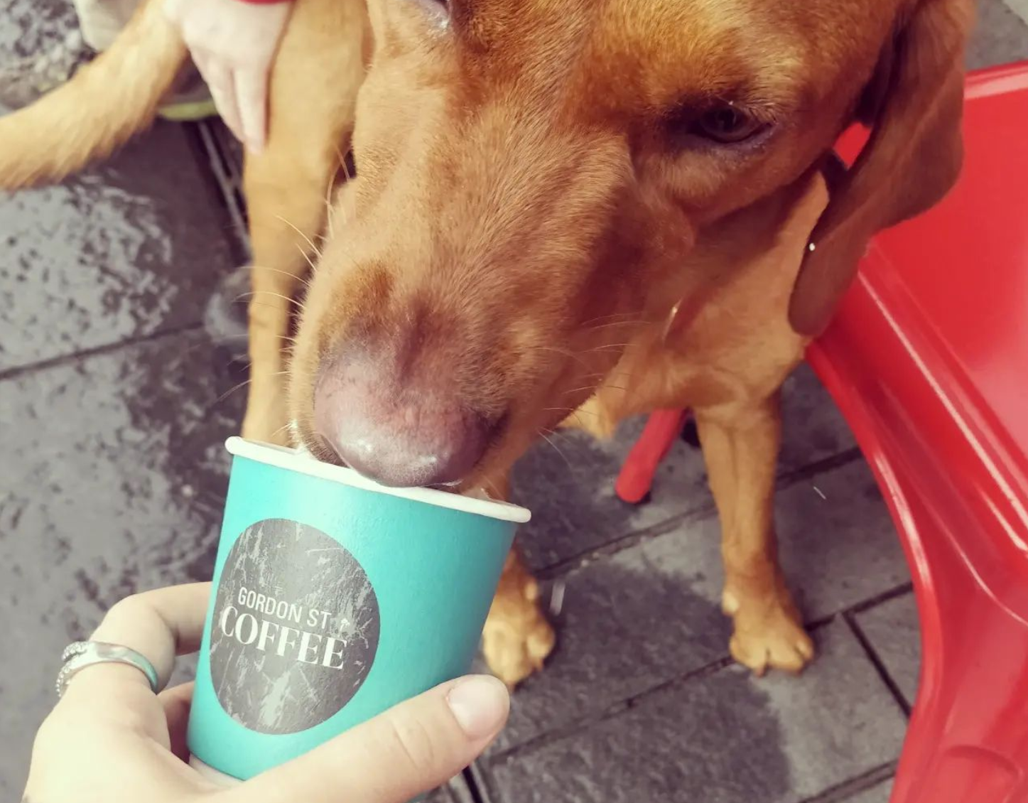 Pup Cups at GSC Gordon Street Coffee