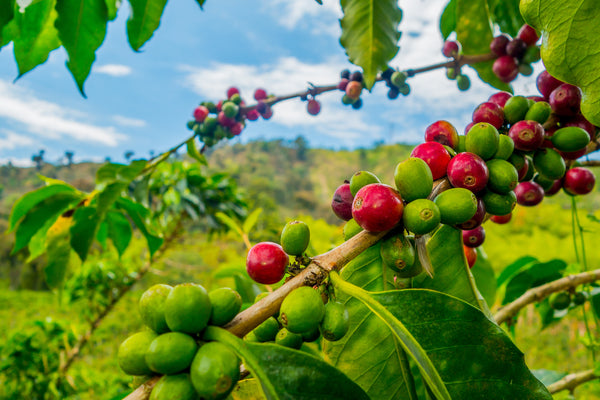Arabica vs Robusta Coffee beans